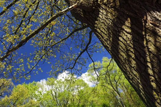 Spring tree with young foliage and blue sky