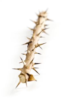 Rose branch with thorns isolated on white background