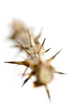 Rose branch with thorns isolated on white background