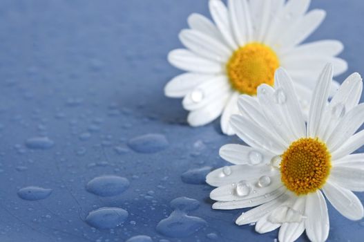 White daisy flowers close up with water drops