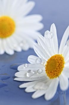 White daisy flowers close up with water drops