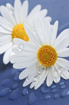 White daisy flowers close up with water drops