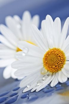 White daisy flowers close up with water drops