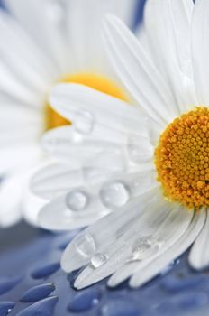 White daisy flowers close up with water drops