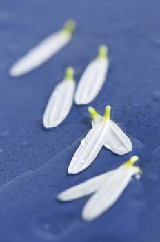 White daisy flower petals macro with water drops