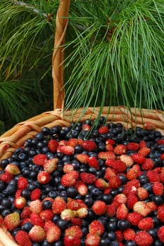 Mix of wood berries: wild strawberry and a bilberry