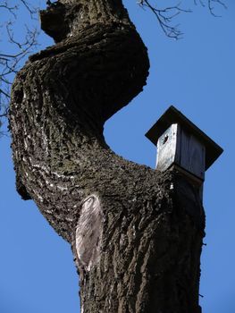 Bird's house on a curve tree on blue sky background