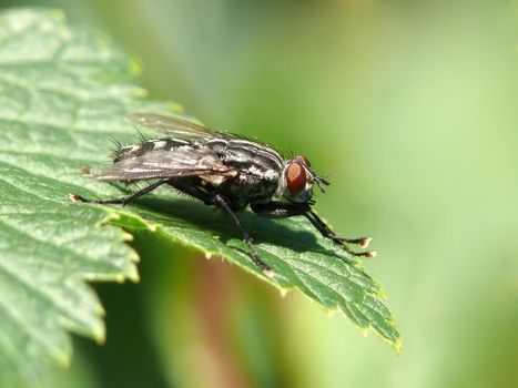 Closeup photo of a fly on a green leaf. Focus on the head.