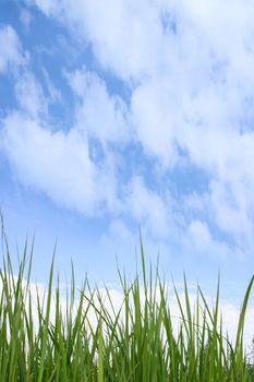 Green grass on a background of the blue sky with white clouds.