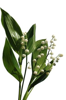lily of the valley. Isolated