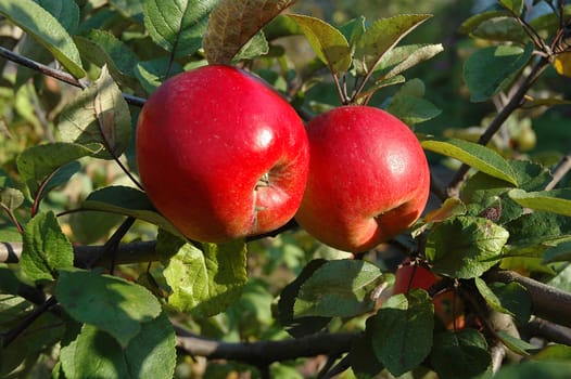 Two red ripe apples on a branch in a garden