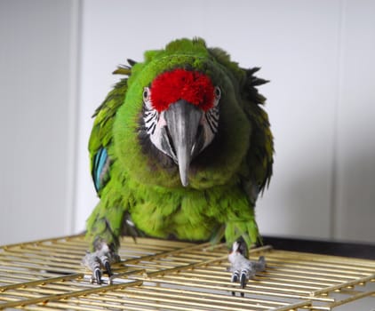 aggressive bright parrot sit on his cage