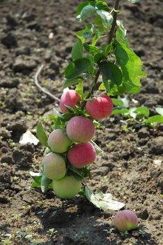 Many full-ripe apples on tree brunch on the ground