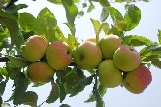 Many full-ripe apples on tree brunch with green leafs