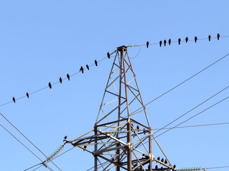 Birds on power line on blue sky background 
