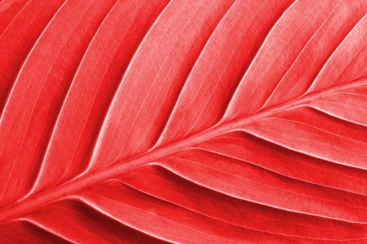 abstract colored leaf texture can be used as background