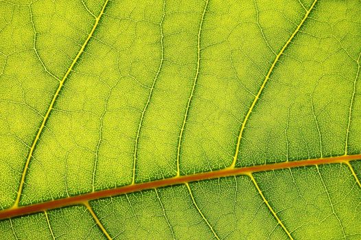 structure texture and pattern of green leaf