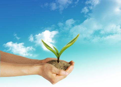 Plant in the hand on the blue sky background