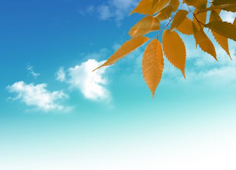 Nice picture with yellow leaves on the blue sky  background