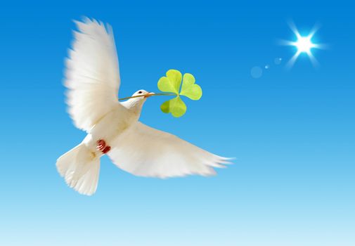 A free flying white dove with a green plant isolated on a blue sky background.