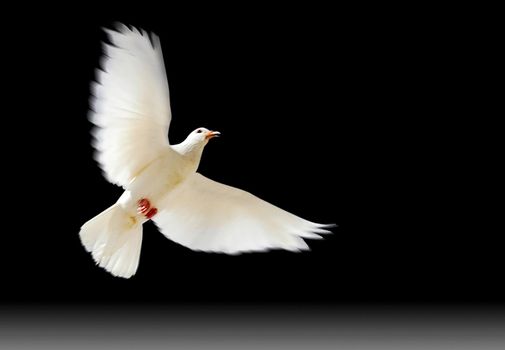 A free flying white dove with a green plant isolated on black background.