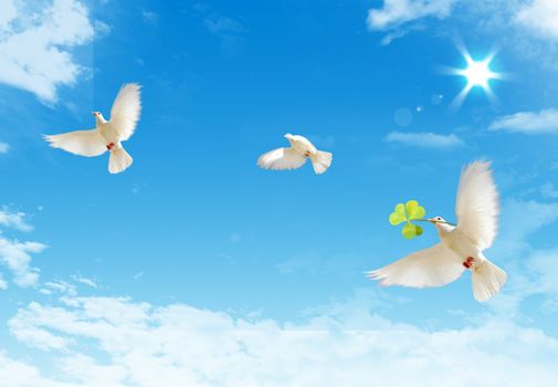 Three free flying white doves with ona a blue sky background.
