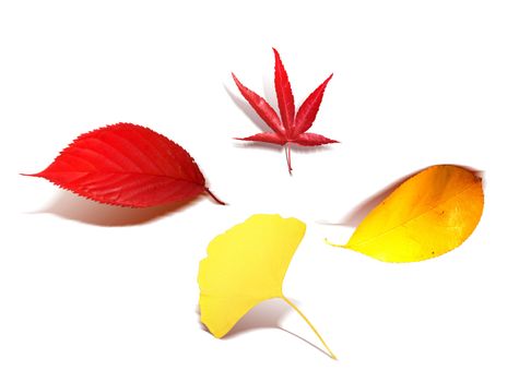Red and yellow leaves for your autumn decoration