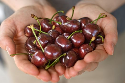 hands full of fresh ripe cherry, shallow DOF