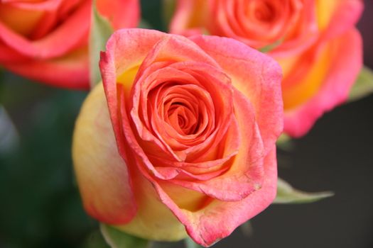 detailed close-up of vivid fresh rose flower