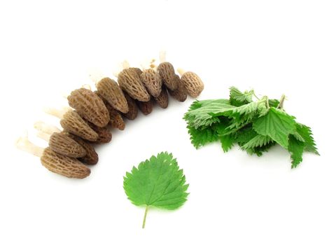 Morel mushrooms and nettles isolated over white, concept of diet and healthy food.