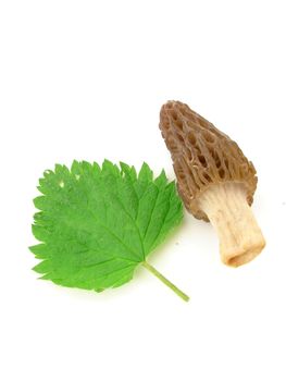 Morel mushroom and nettle isolated over white, concept of diet and healthy food.