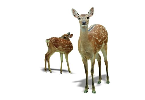Two brown nice deers on a white background