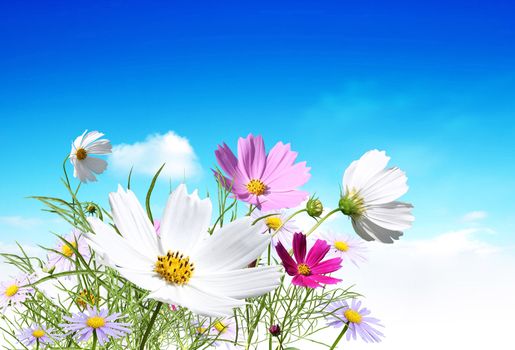 Fresh summer flowers on the sky background