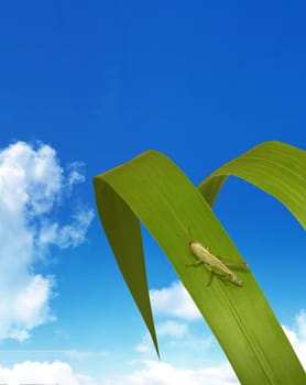 Green fresh plant and a cricket on it