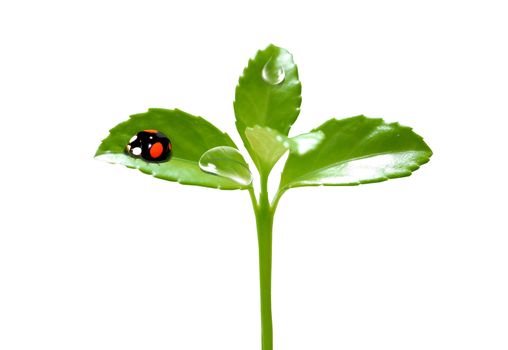 Fresh green plant with a red ladybird