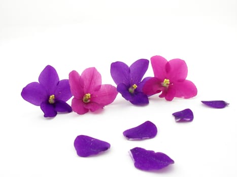 Violets and petals isolated over white background.