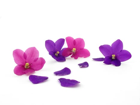 Violets and petals isolated over white background.