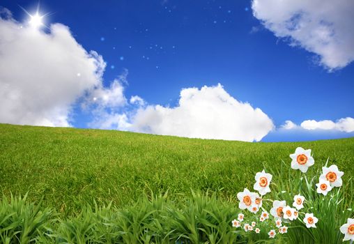 Fresh white flowers in summer day