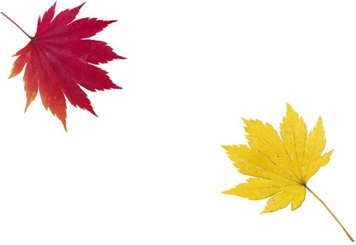 An image  with a red and yellow leaf