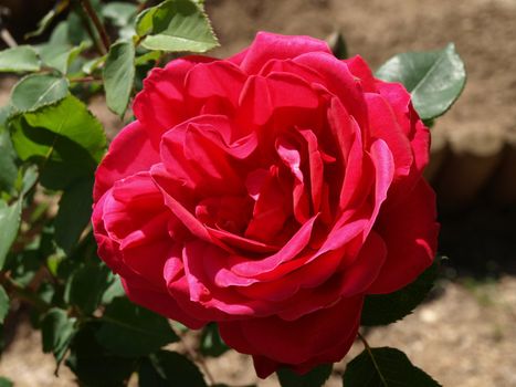 an image of a garden pink rose
