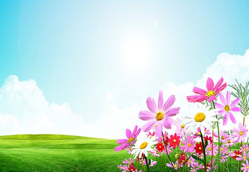 Nice image with field flowers on the shining sky background