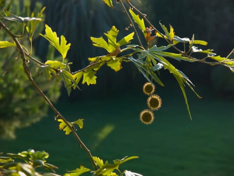 a tree branch