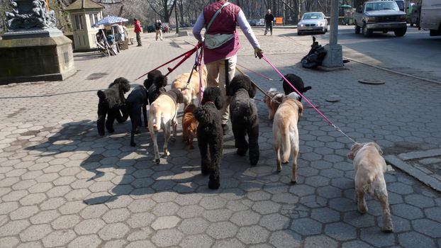 A dog walker with twelve dogs