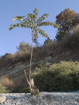 Alone tree looks like a palm on stony hill