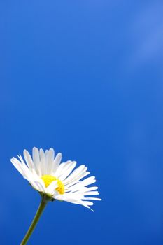 happy daisy flower under blue spring sky