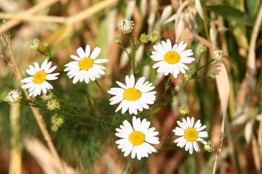 Daisies close-up in a field