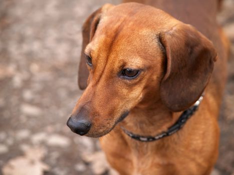 Mini Daschund Dog