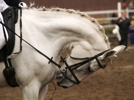 Head of a horse on in dressage. Braid mane for dressage. Braiding provides an aesthetically appealing look for a show horse. 