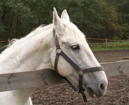 Head of a horse on a background of trees