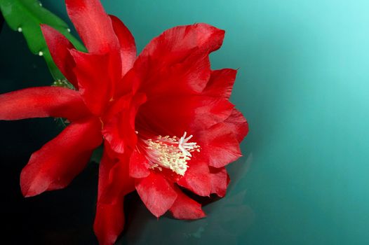 Cactuses blossom very seldom, but occurrence of colors causes a lot of pleasure